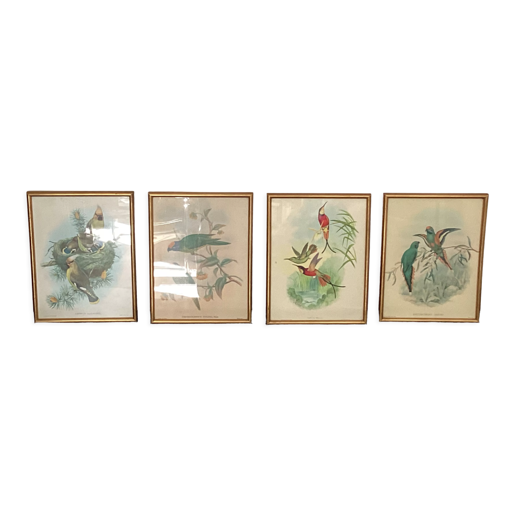 4 John Gould lithographs