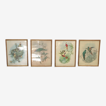 4 lithographies John Gould