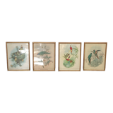 4 lithographies John Gould