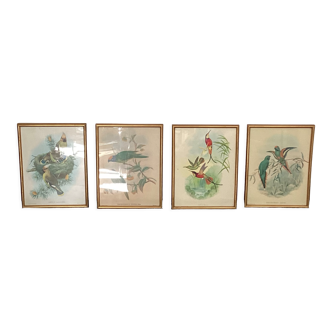 4 lithographies John Gould