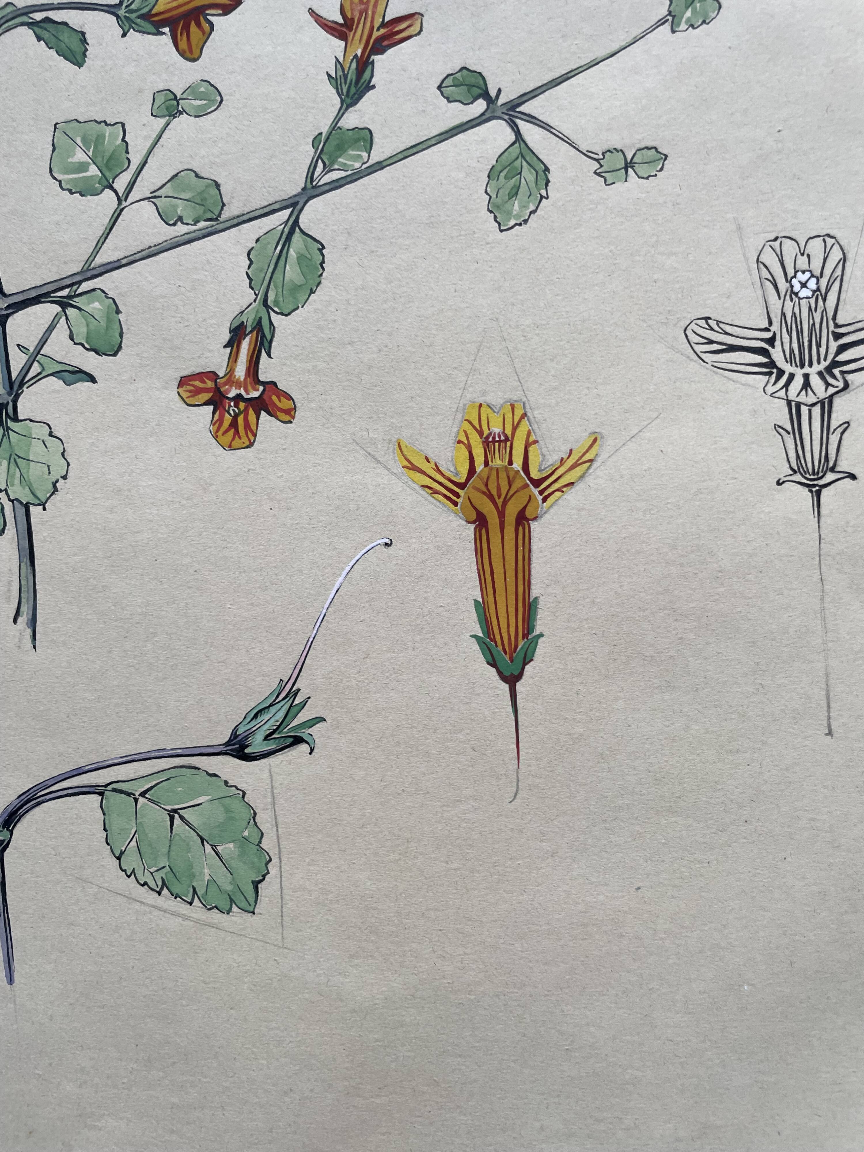Marcel Corrette, Étude florale de Gloxinia de Nouvelle-Zélande, Aquarelle