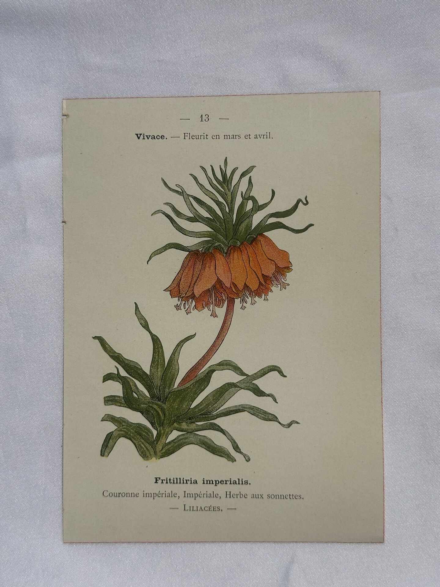 🌿 Botanical Plate Old Naturalist Engraving 19th Century Double-Sided A