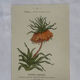 🌿 Botanical Plate Old Naturalist Engraving 19th Century Double-Sided A