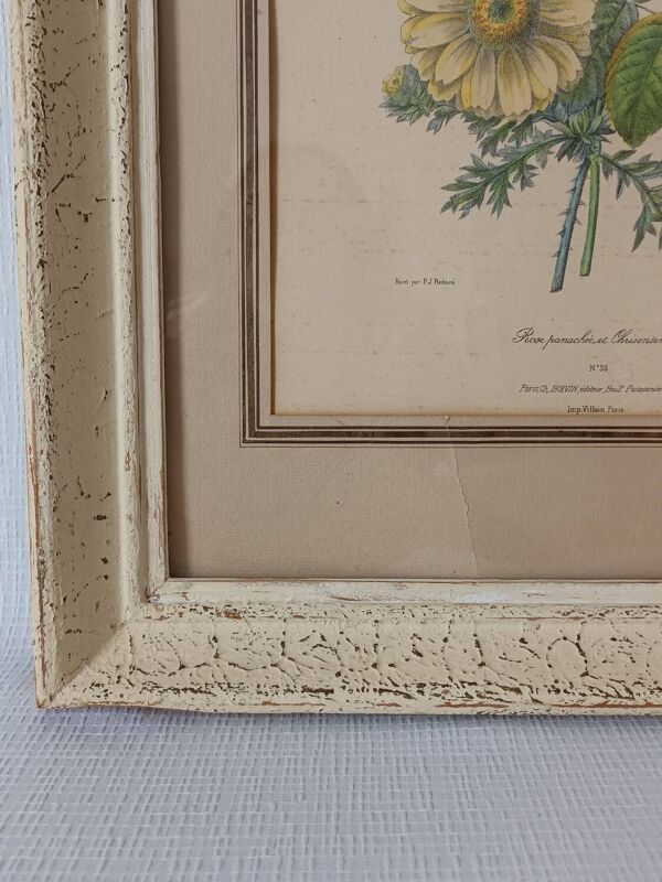 Lithographie botanique Redouté vintage