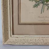 Vintage Redouté Botanical Lithograph