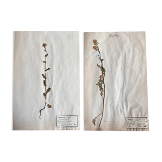 Set of 2 herbarium boards 19th century Deyrolle