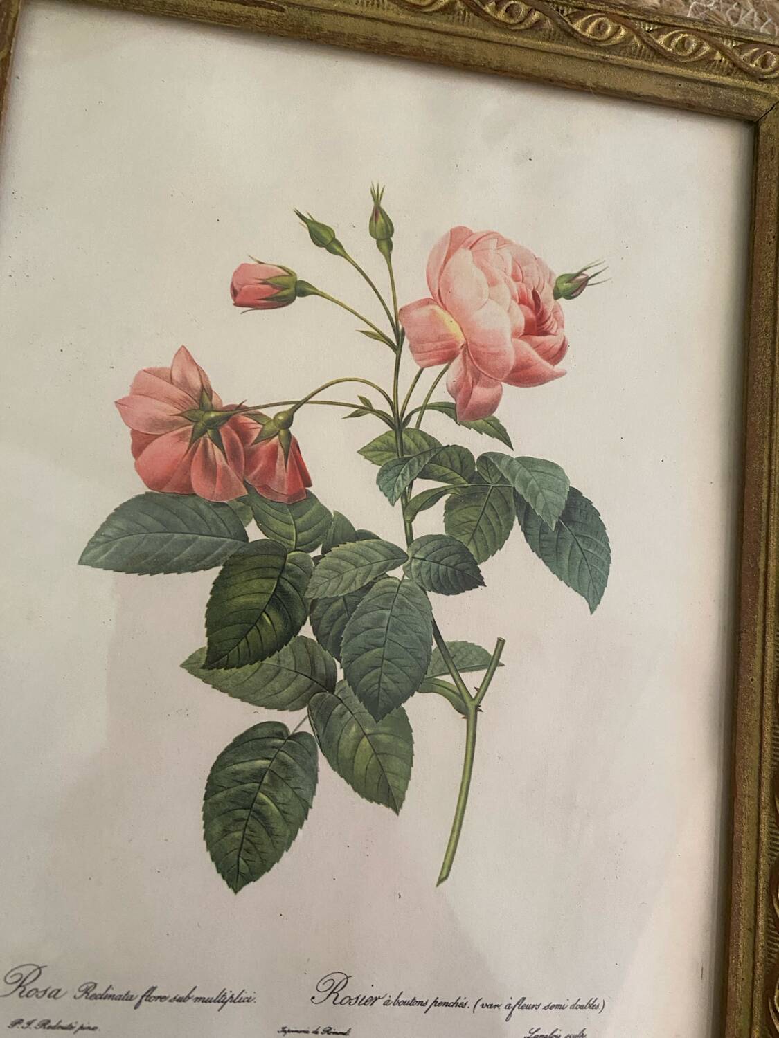 2 Redouté botanical frames of rose bushes.