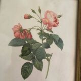 2 Redouté botanical frames of rose bushes.