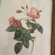 2 Redouté botanical frames of rose bushes.