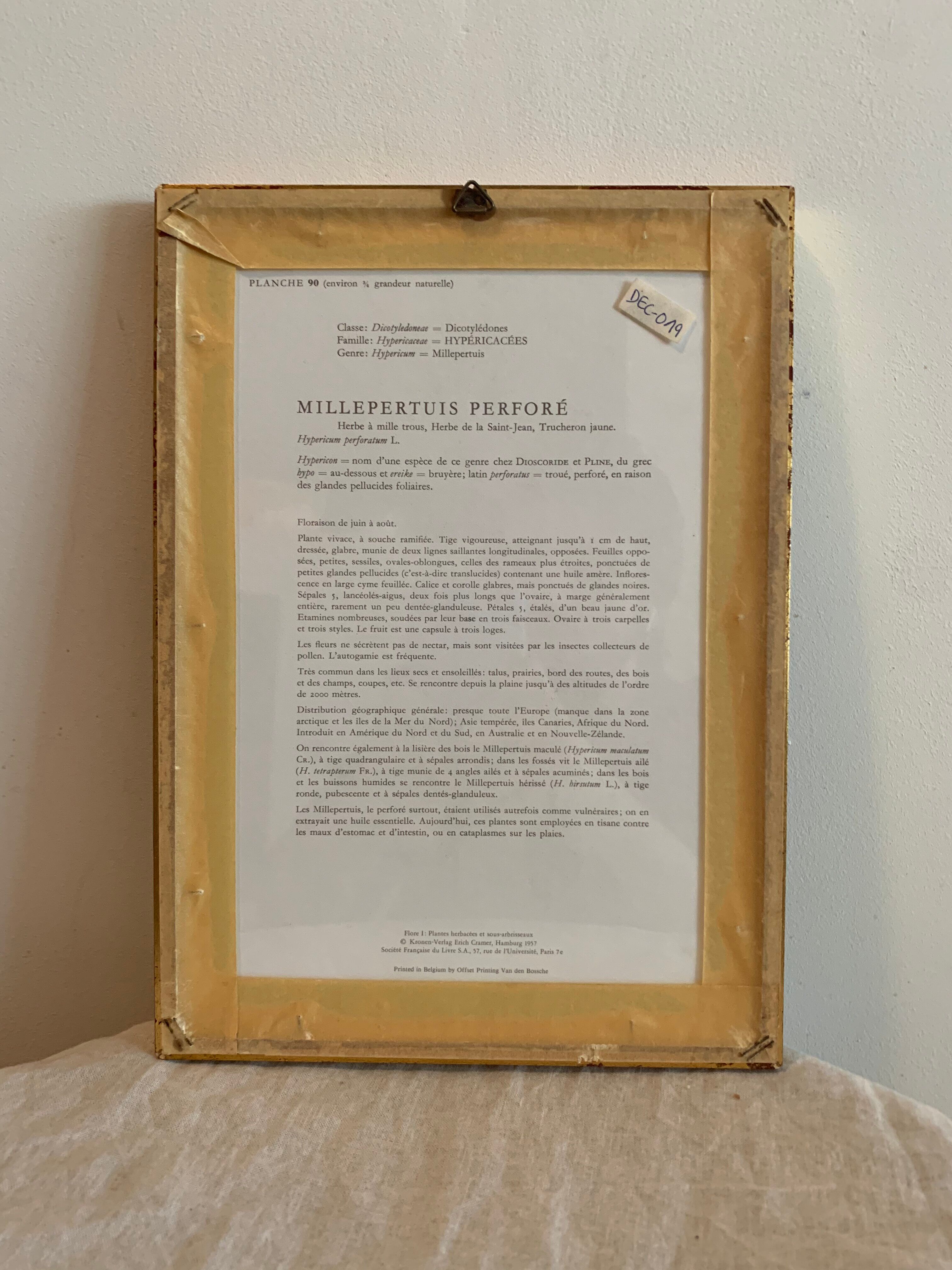 Lot of plant engravings