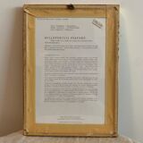 Lot of plant engravings