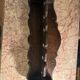 Antique large kitchen utensil shelf - dark wood - origin alsace early 19th century