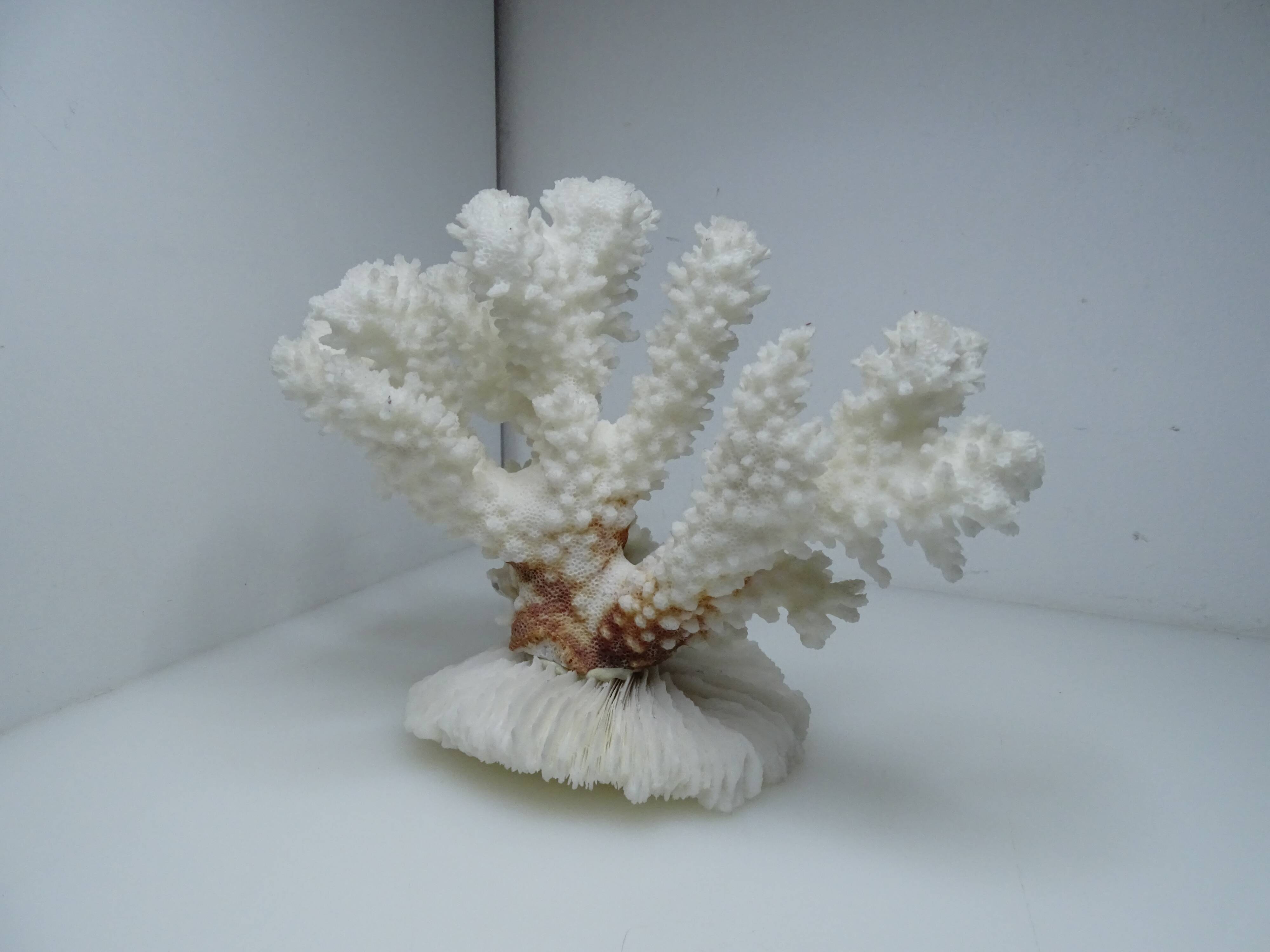 White coral on ancient base