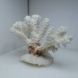 White coral on ancient base