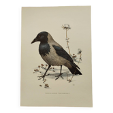 Planche oiseaux Années 60 - Corneille Mantelée - Illustration ornithologique vintage