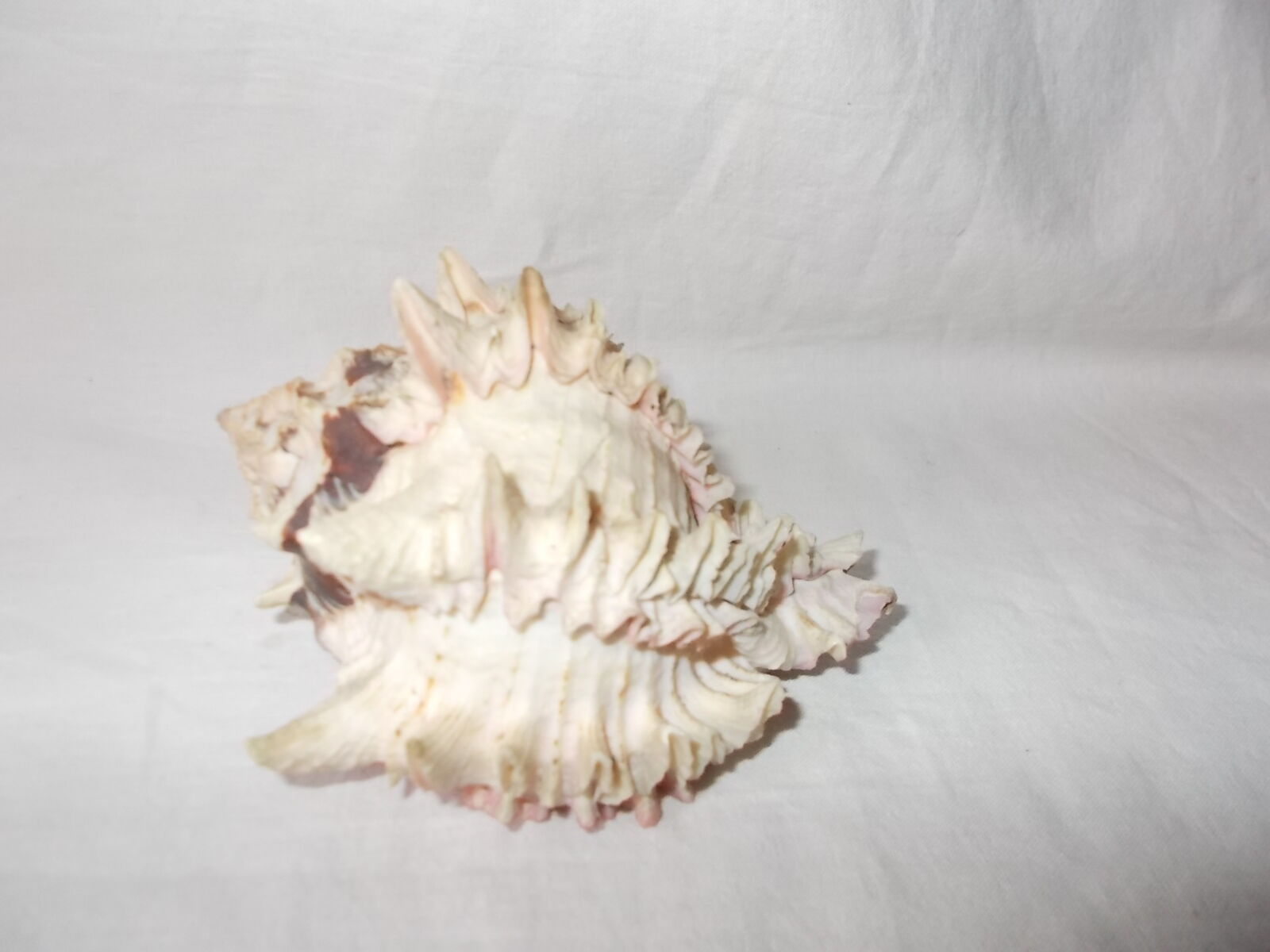 Shell for curiosity cabinet