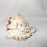 Shell for curiosity cabinet