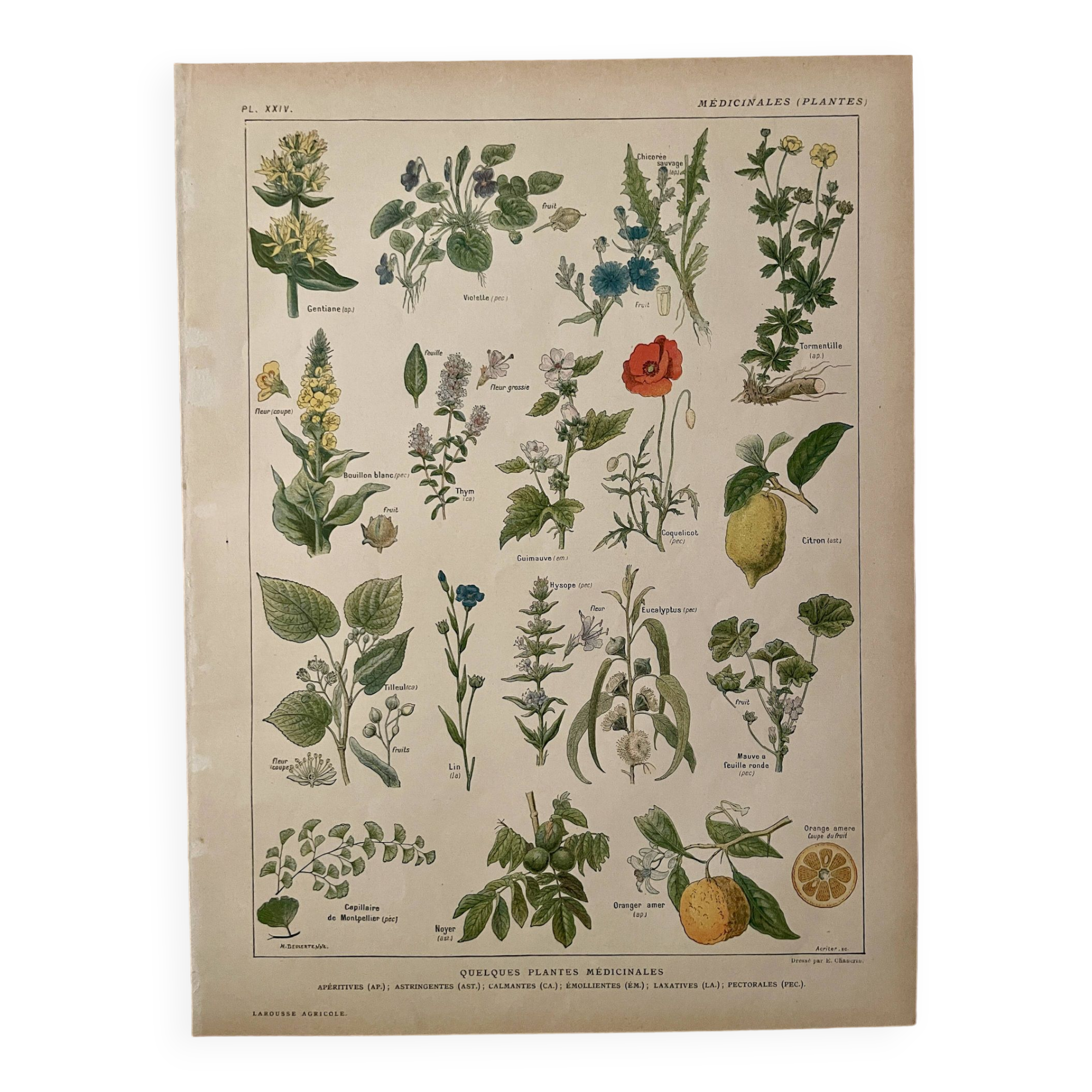 Lithograph medicinal plants (XXIV) - 1920