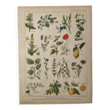 Lithograph medicinal plants (XXIV) - 1920