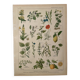 Lithograph medicinal plants (XXIV) - 1920