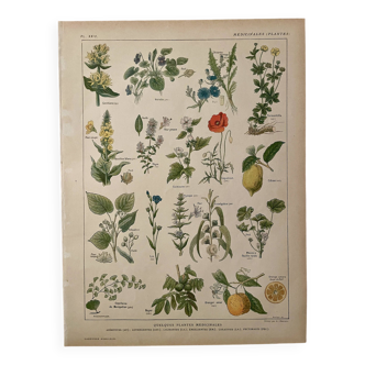 Lithographie plantes médicinales (XXIV) - 1920