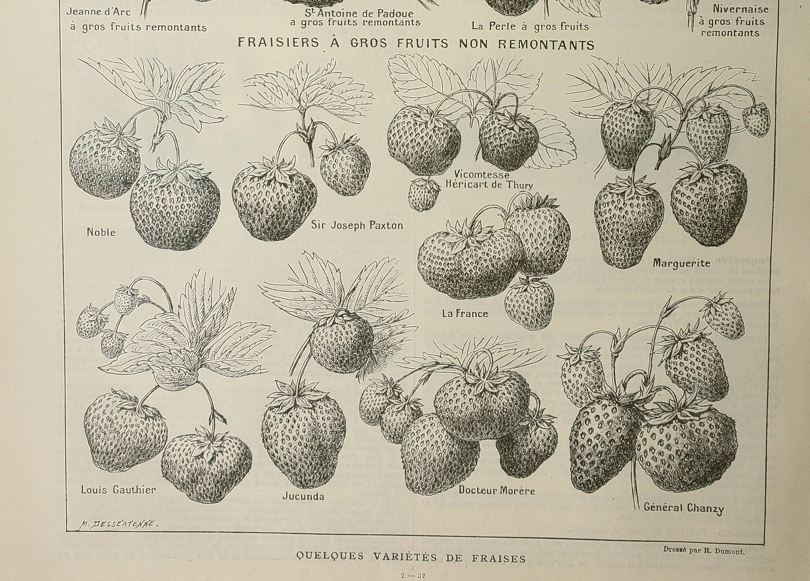 Old engraving 1922, Strawberries, strawberry plants, agriculture, fruit • Lithograph, original illustration
