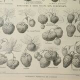 Gravure ancienne 1922, Fraises, fraisiers, agriculture, fruit • Lithographie, illustration originale