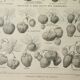 Old engraving 1922, Strawberries, strawberry plants, agriculture, fruit • Lithograph, original illustration