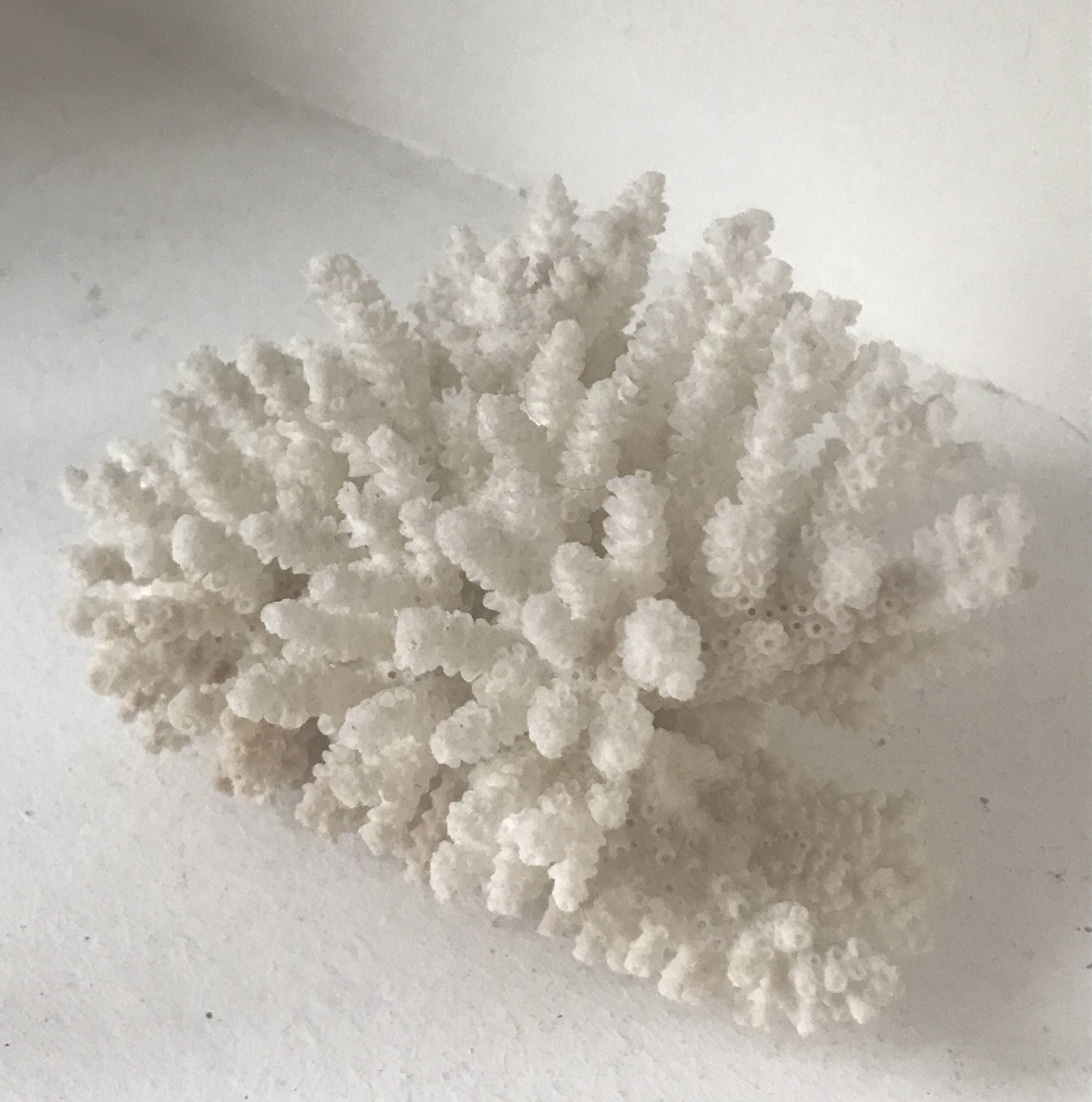 Petit bouquet de Corail blanc