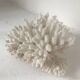 Petit bouquet de Corail blanc