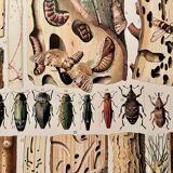 Lithograph on xylophagous insects (opulent) from 1907