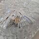 Molded glass ceiling light