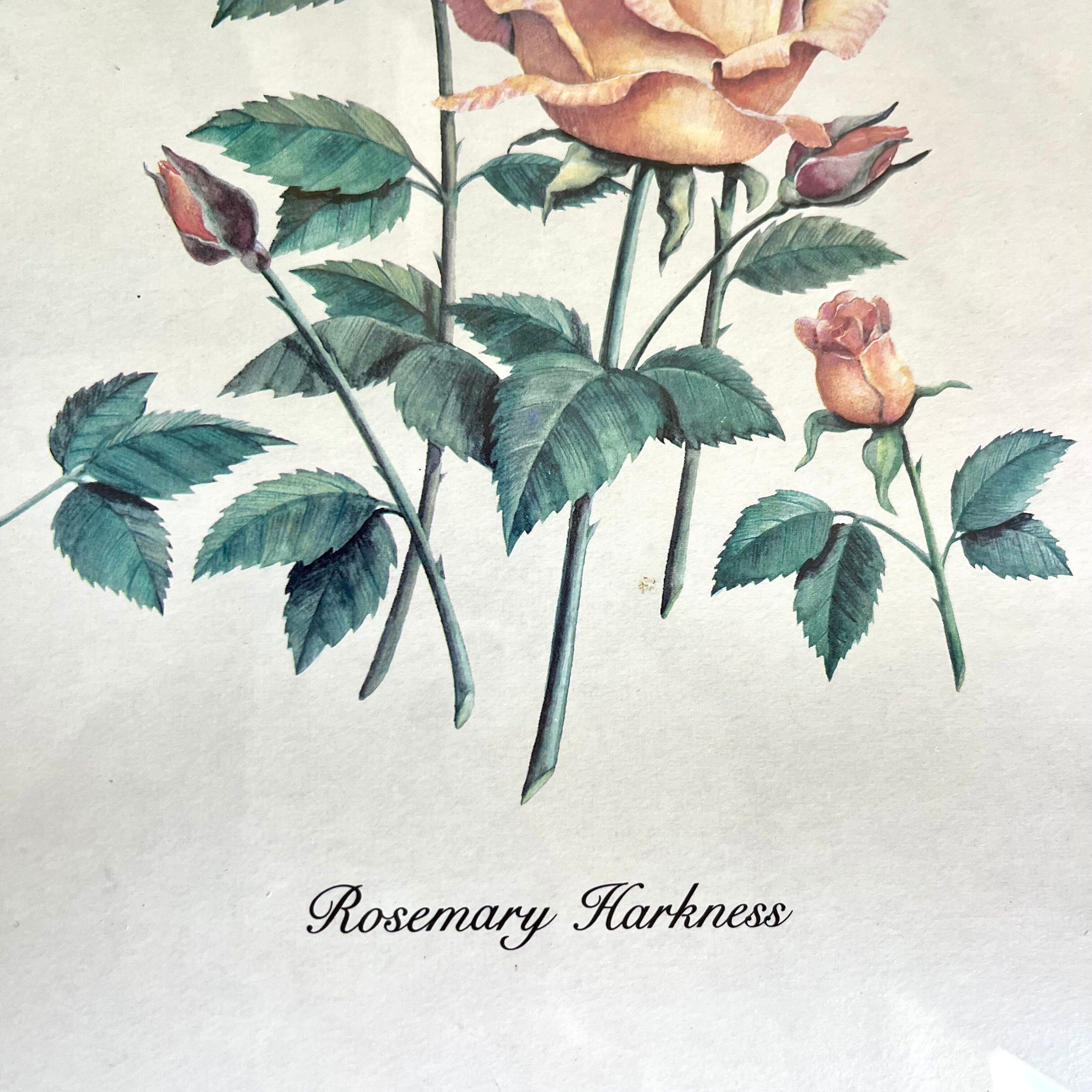 Botanical plate of roses under frame