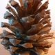 Old bronze pine cone lamp