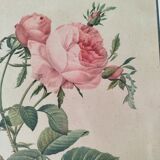 Lithograph Redouté rosa centifolia foliacea