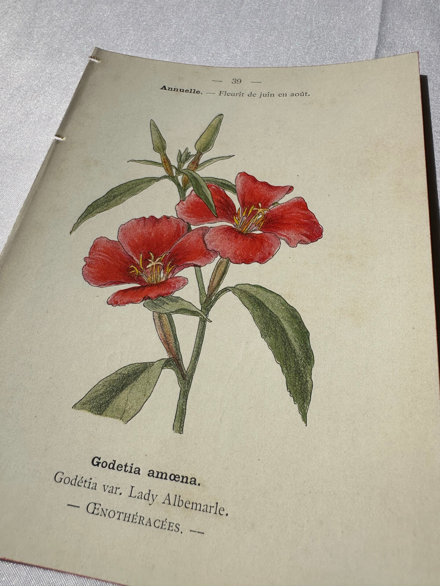 Botanical engraving naturalist plate French flower double-sided