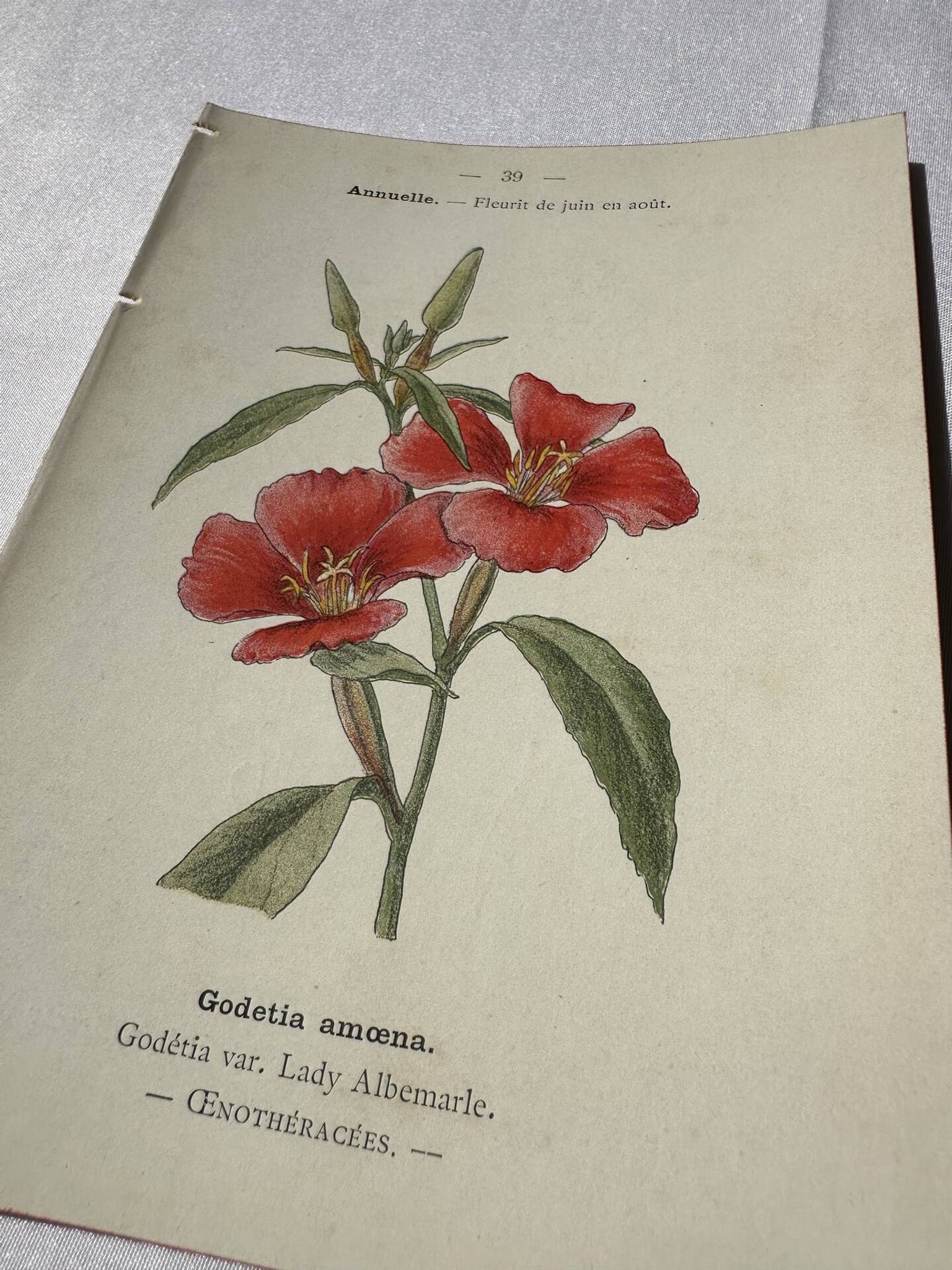Gravure botanique planche naturaliste fleur Française double face
