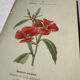 Botanical engraving naturalist plate French flower double-sided