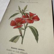 Gravure botanique planche naturaliste fleur Française double face