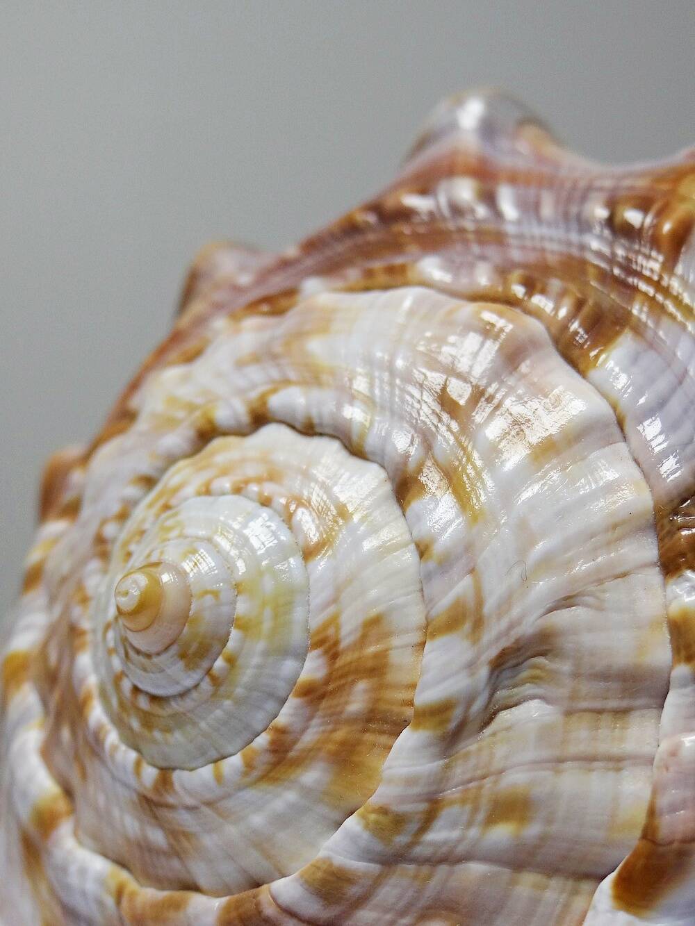 Large vintage shell cabinet of curiosities Cypraecassis rufa 15cm