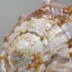 Large vintage shell cabinet of curiosities Cypraecassis rufa 15cm