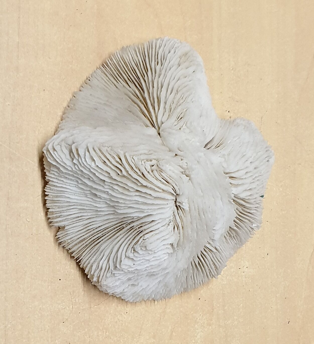 Coral Fungia Indian Ocean