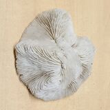 Coral Fungia Indian Ocean