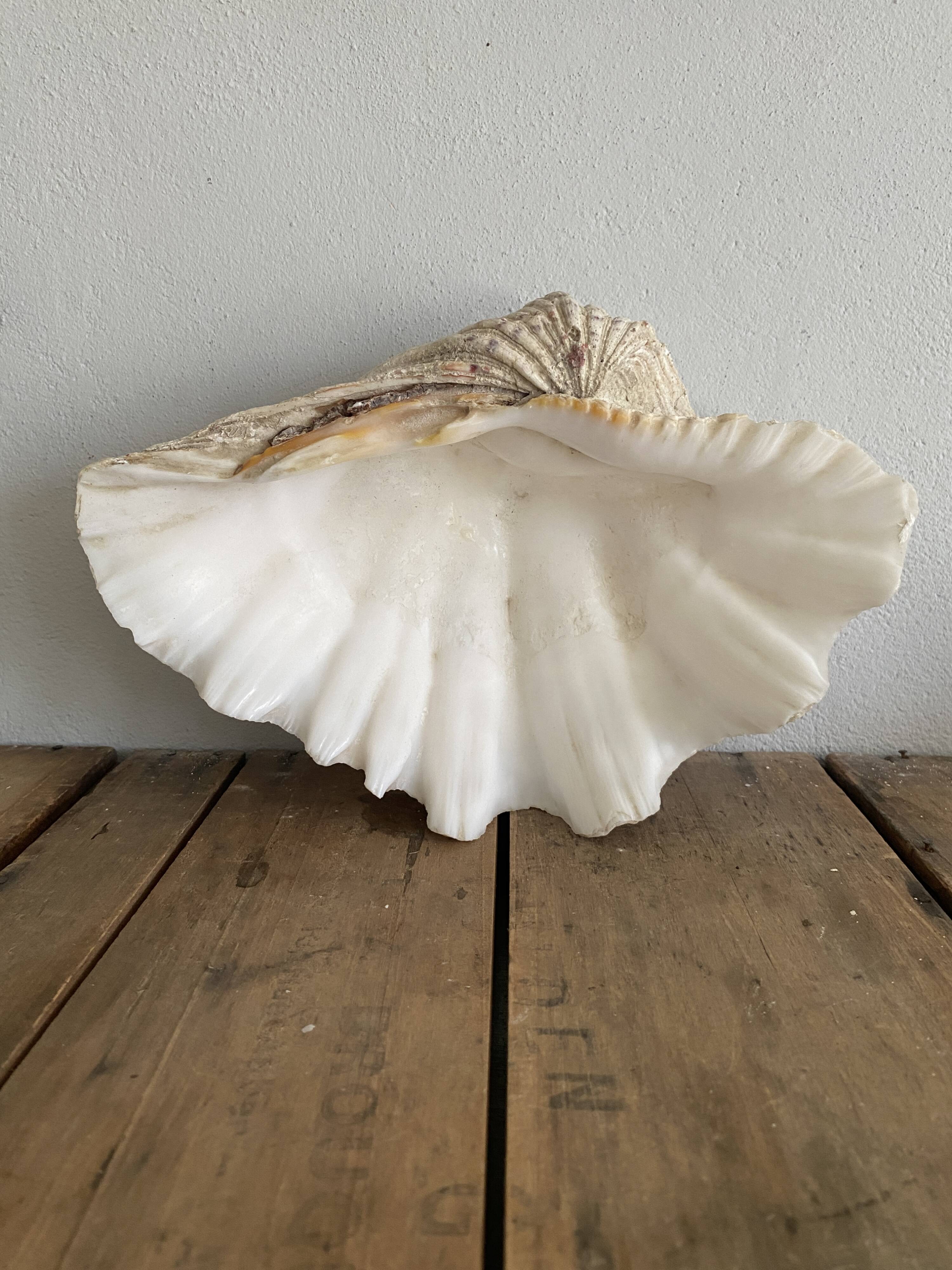 Bénitier shells, cabinet of curiosities