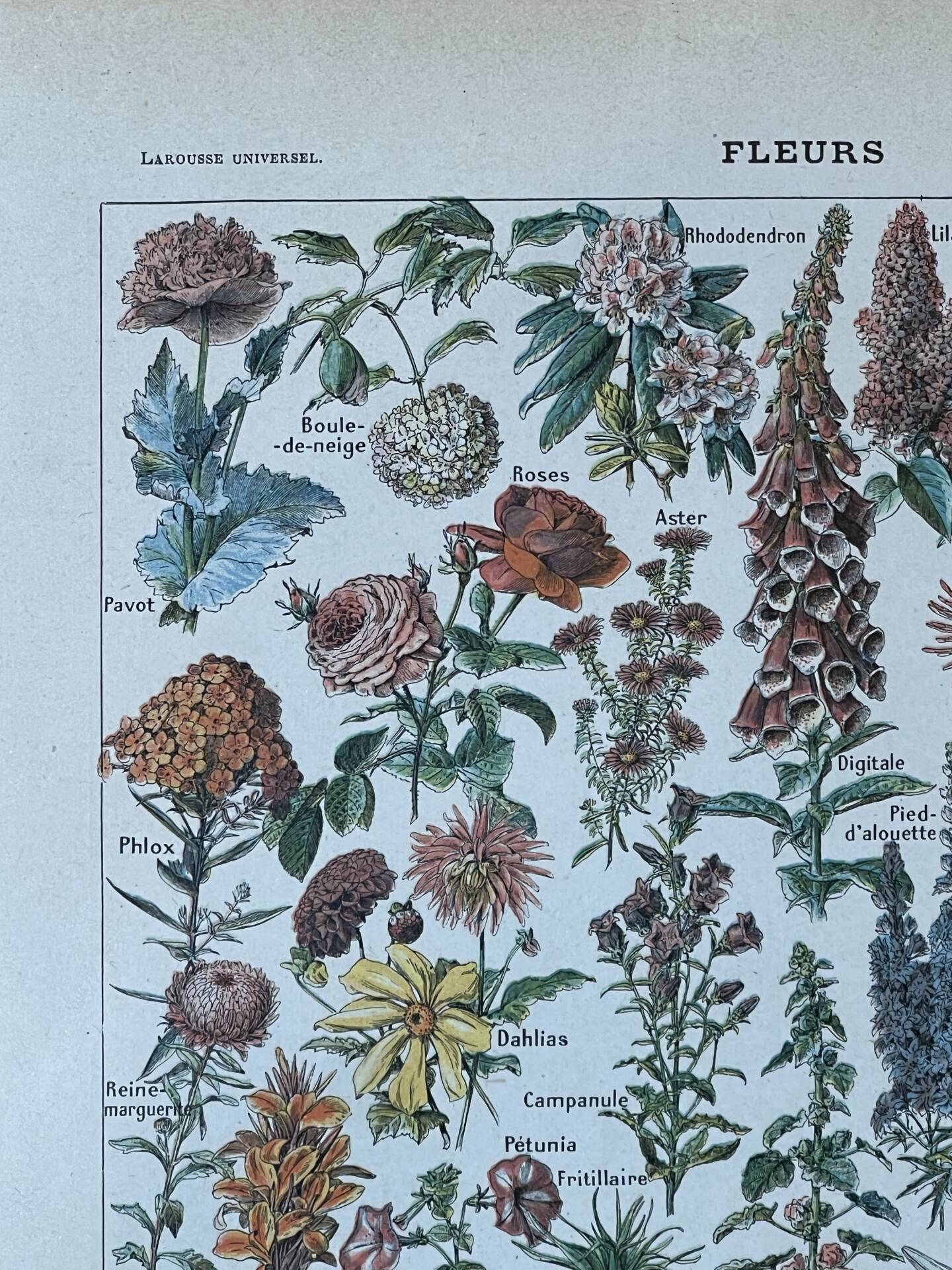 Planche botanique “Fleurs” - 29x20cm - 1922