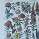 Planche botanique “Fleurs” - 29x20cm - 1922