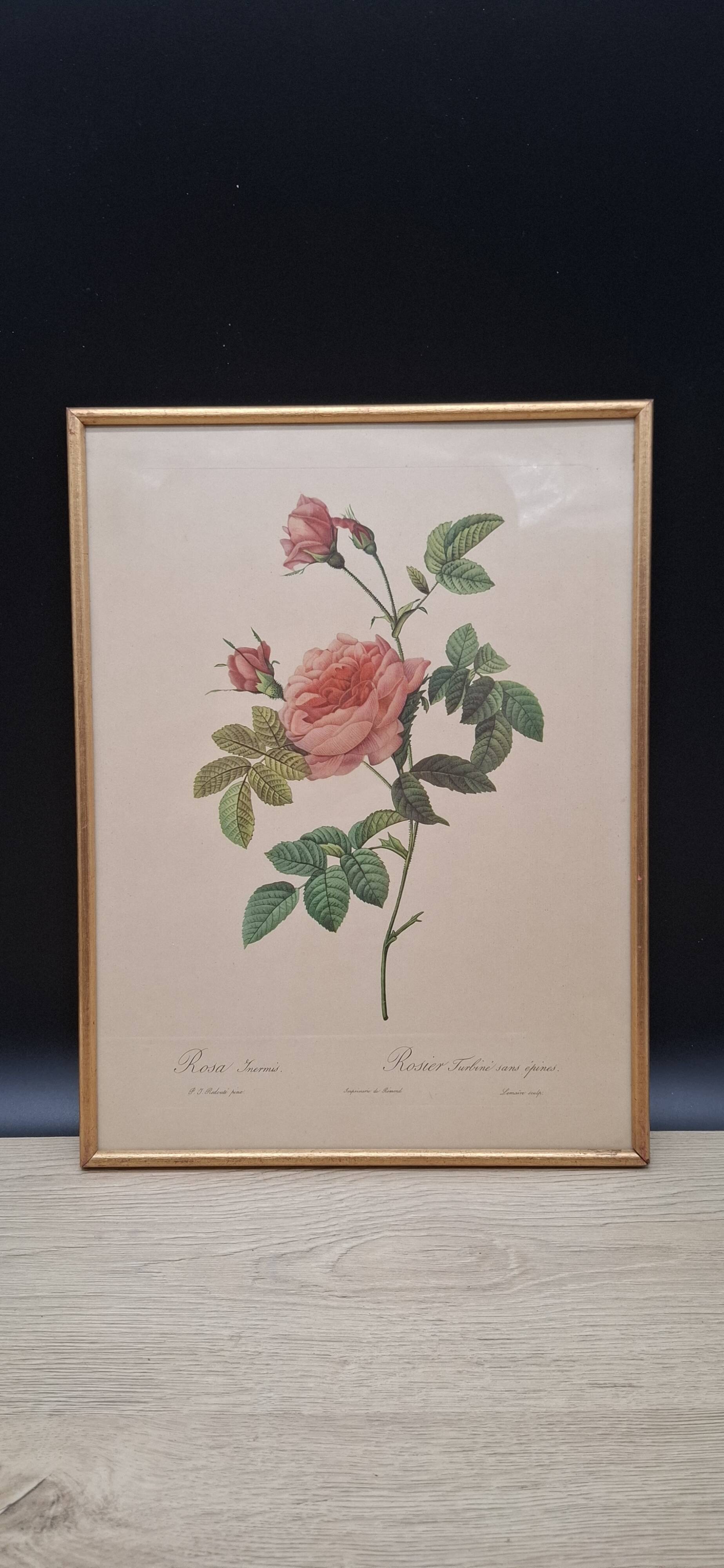 Lithographie PJ Redouté Rosier Turbiné sans épines