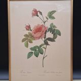 Lithographie PJ Redouté Rosier Turbiné sans épines