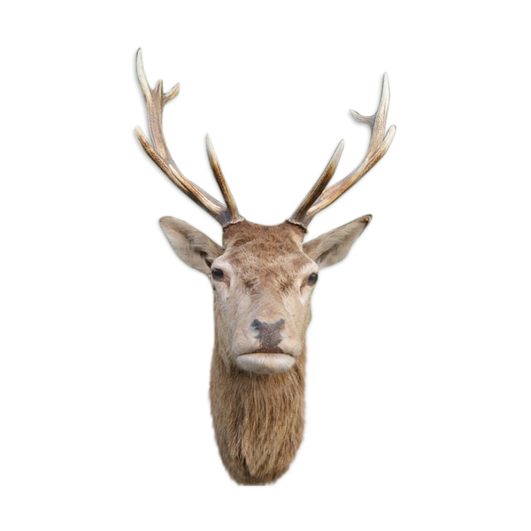 Tete De Cerf Trophee De Chasse 12 Cors Selency Tete De Cerf Trophee De Chasse 12 Cors Selency