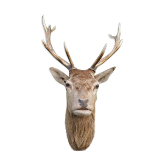 Deer head hunting trophy 12 horns